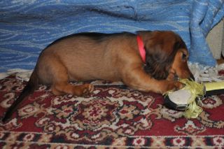 jamnik d�ugow�osy